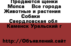 Продаются щенки Мопса. - Все города Животные и растения » Собаки   . Свердловская обл.,Каменск-Уральский г.